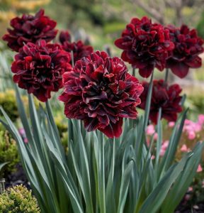 Нарцисс Малиновая Вуаль купить по цене от 3000р. в интернет-магазине «Посадика» с доставкой почтой в в Елеце и по всей России – [изображение №1].