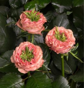 Роза Амбер Инчант купить по цене от 495р. в интернет-магазине «Посадика» с доставкой почтой в в Елеце и по всей России – [изображение №1].