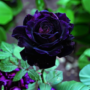 Роза Блэк Пантер купить по цене от 319р. в интернет-магазине «Посадика» с доставкой почтой в в Елеце и по всей России – [изображение №1].