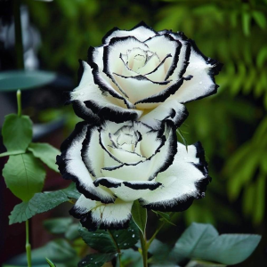 Роза Силк Ивин купить по цене от 319р. в интернет-магазине «Посадика» с доставкой почтой в в Елеце и по всей России – [изображение №1].