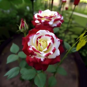 Роза Роял Глом купить по цене от 401р. в интернет-магазине «Посадика» с доставкой почтой в в Елеце и по всей России – [изображение №1].