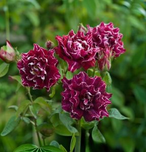 Роза Опаловый Пейзаж купить по цене от 490р. в интернет-магазине «Посадика» с доставкой почтой в в Елеце и по всей России – [изображение №1].