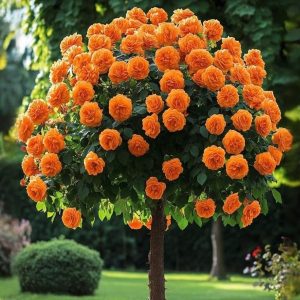 Роза Солнечный Шарм купить по цене от 349р. в интернет-магазине «Посадика» с доставкой почтой в в Елеце и по всей России – [изображение №1].