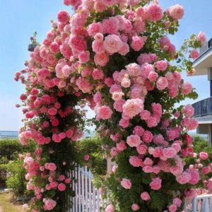 Роза Пастель Розе купить по цене от 605р. в интернет-магазине «Посадика» с доставкой почтой в в Елеце и по всей России – [изображение №1].