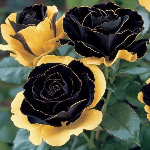 Роза Ханни Сикл купить по цене от 700р. в интернет-магазине «Посадика» с доставкой почтой в в Елеце и по всей России – [изображение №1].