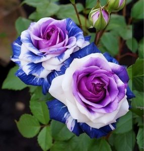 Роза Айвори Каскад купить по цене от 420р. в интернет-магазине «Посадика» с доставкой почтой в в Елеце и по всей России – [изображение №1].