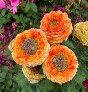 Роза Золотой Мираж купить по цене от 420р. в интернет-магазине «Посадика» с доставкой почтой в в Елеце и по всей России – [изображение №1].