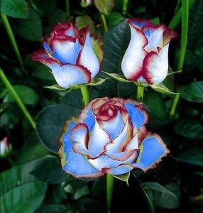 Роза Сафайер Пэтл купить по цене от 450р. в интернет-магазине «Посадика» с доставкой почтой в в Елеце и по всей России – [изображение №1].