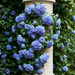 Роза плетистая Блю Перпл купить по цене от 540р. в интернет-магазине «Посадика» с доставкой почтой в в Елеце и по всей России – [изображение №1].